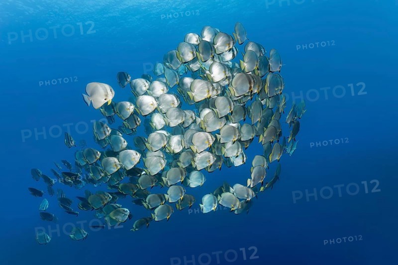 Large school of fish Orbicular batfish
