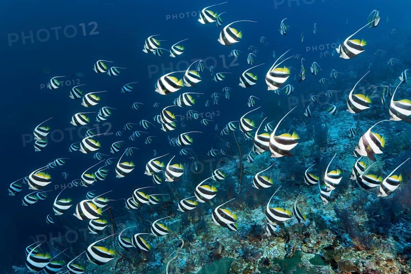 False moorish idol