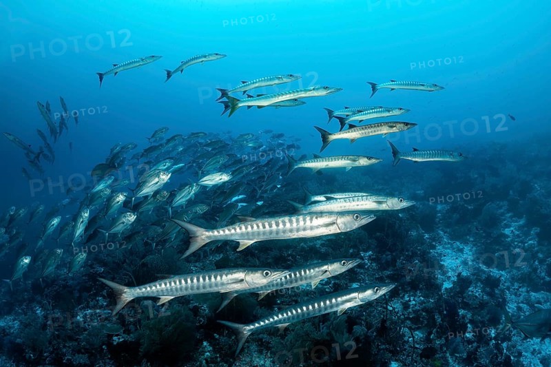 Swarm of fish Blackfin barracudas