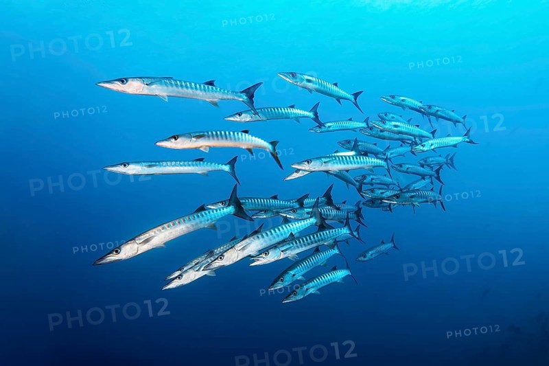 Swarm of fish Blackfin barracuda