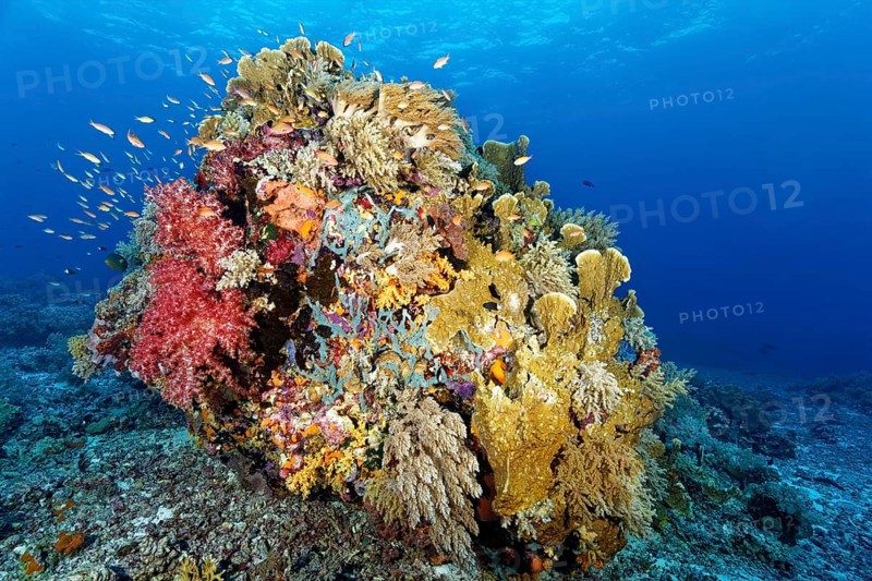 Large coral block on reef top densely covered with soft coral