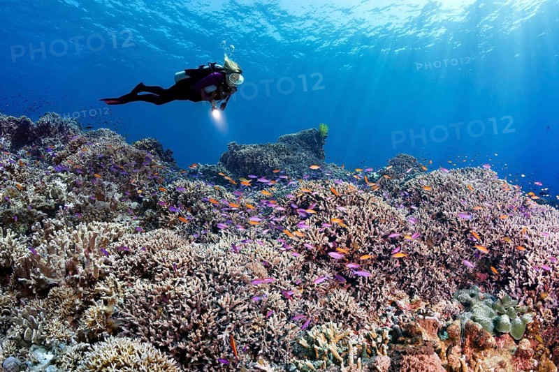 Diver swims over coral reef with different hard corals