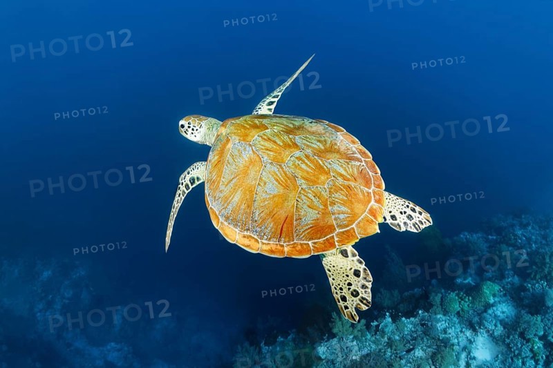 Green sea turtle