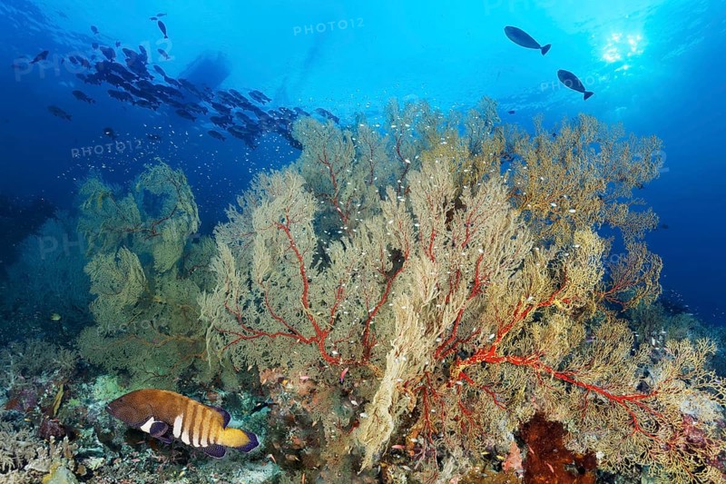 Coral reef with large Melthaea gorgonian