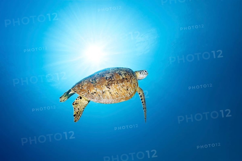 Green turtle