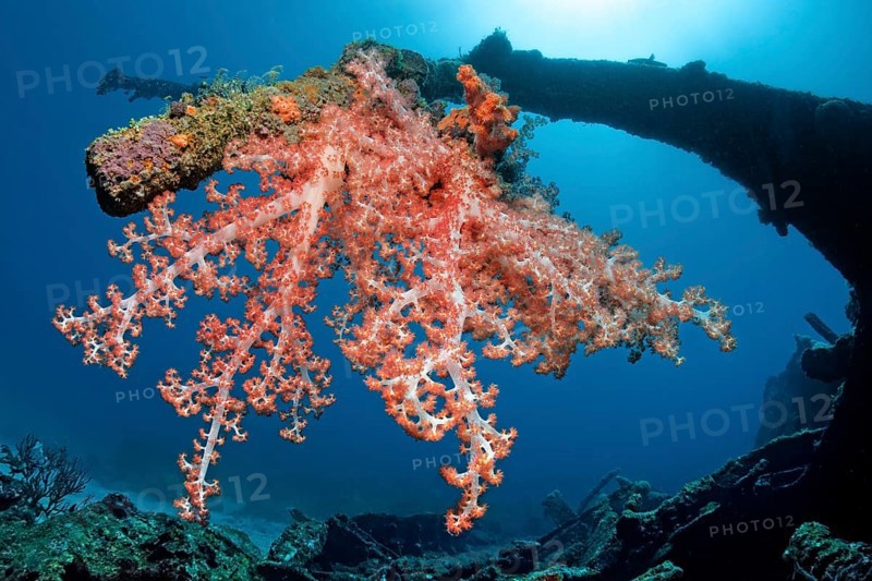 Klunzinger's Soft Coral