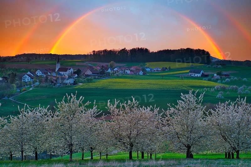 Blossoming cherry trees