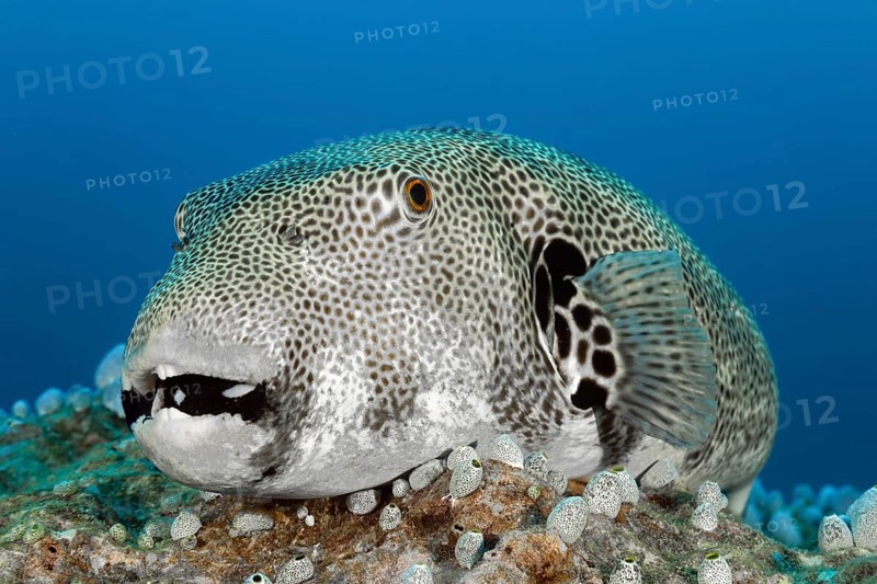Star puffer