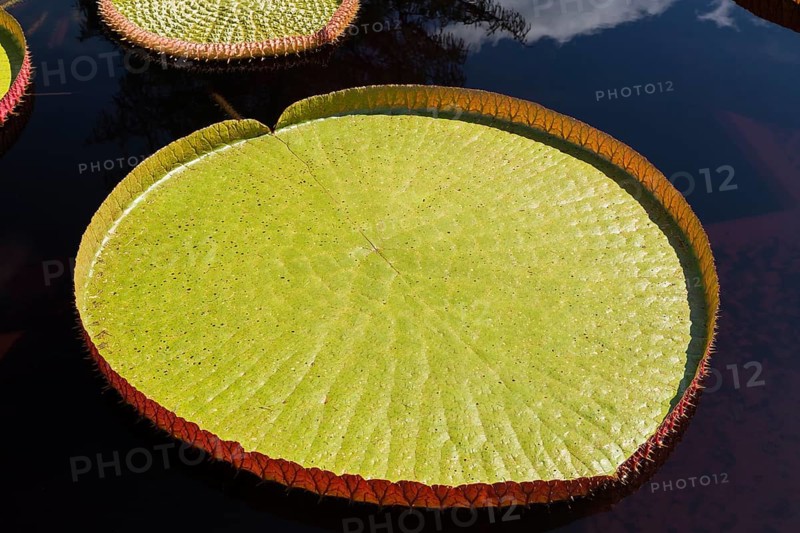 Leaf of the LATINLOC1