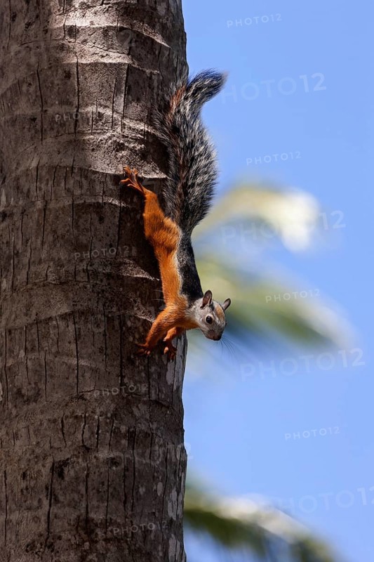 Variegated squirrel