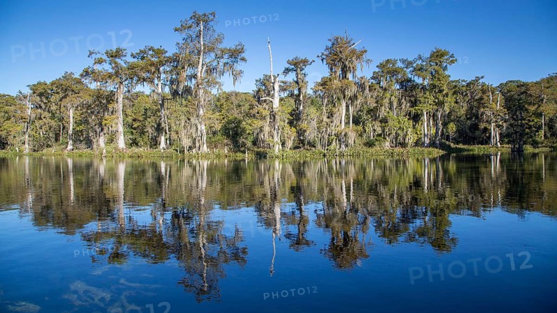 Cypresses