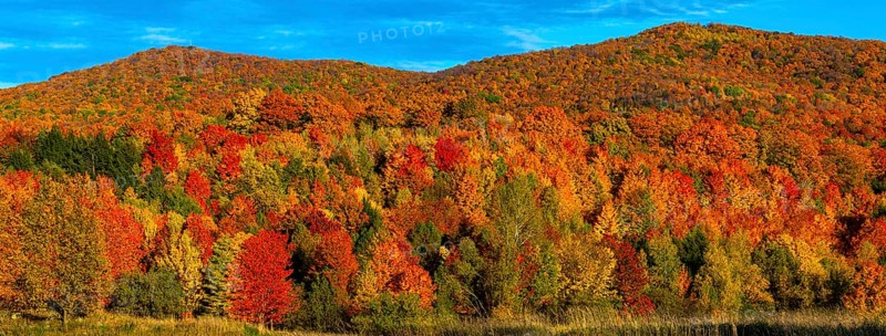 Deciduous forest in bright autumn colours
