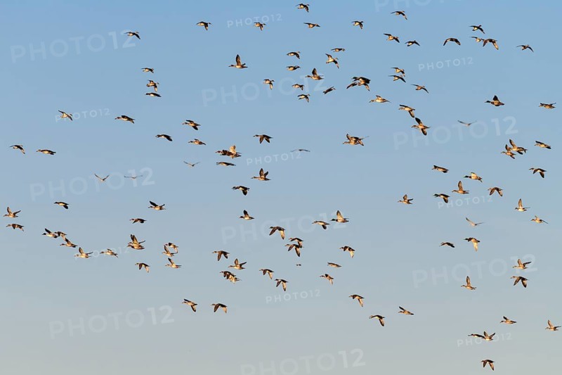 Eurasian Wigeon
