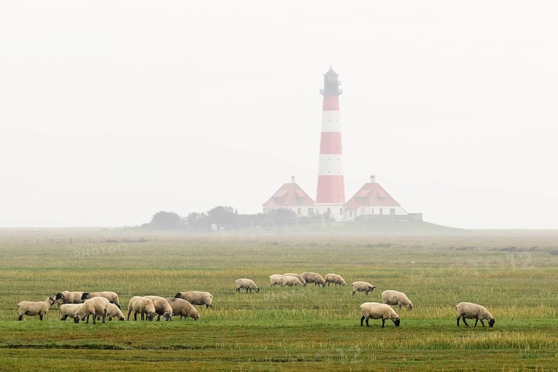 Suffolk sheep