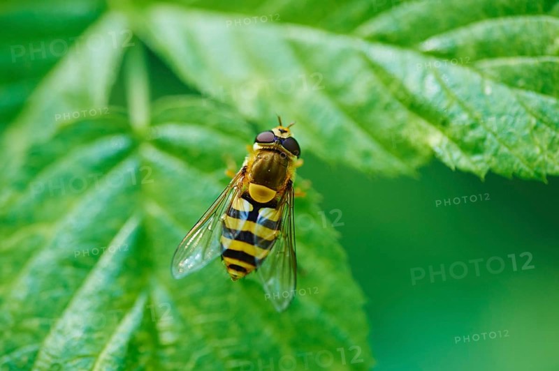 Hoverfly