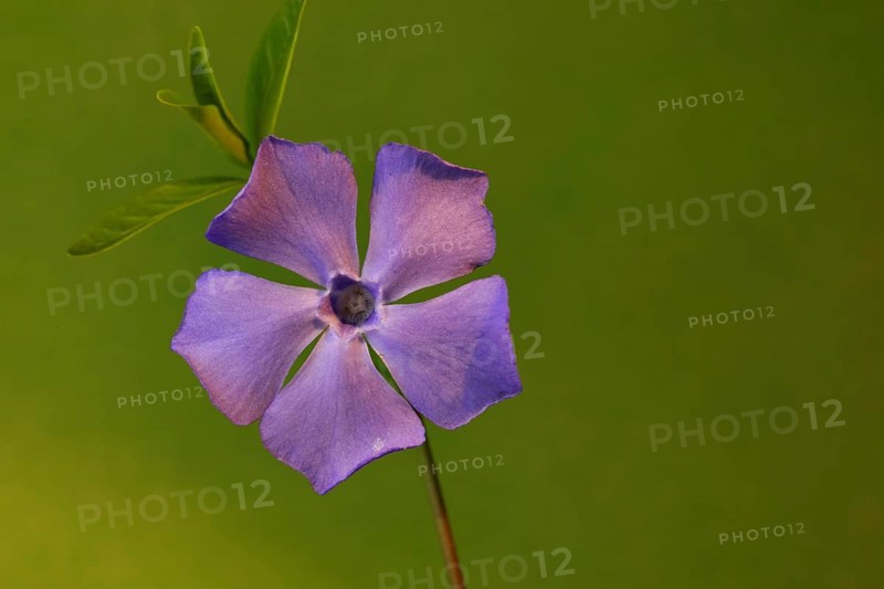 Lesser periwinkle