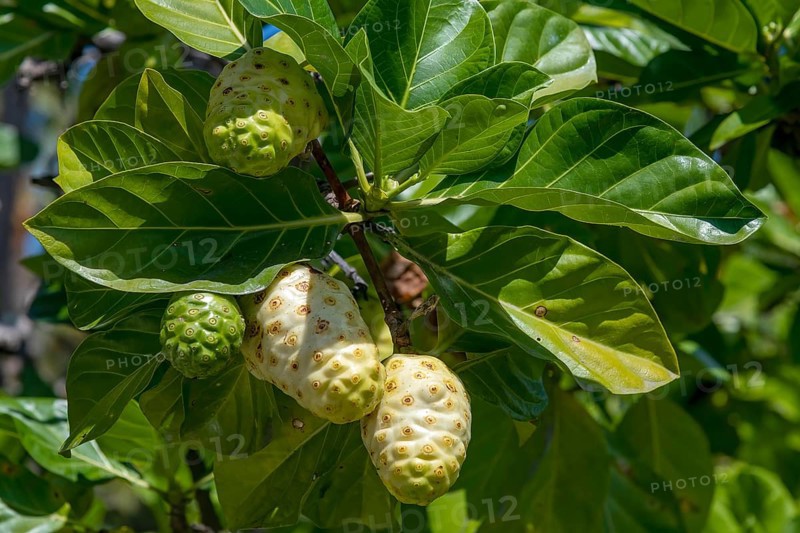 Noni fruits