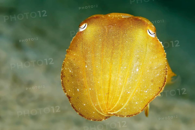 Broadclub Cuttlefish