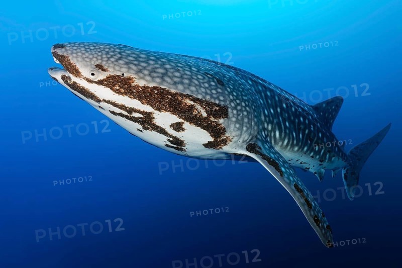 Whale shark