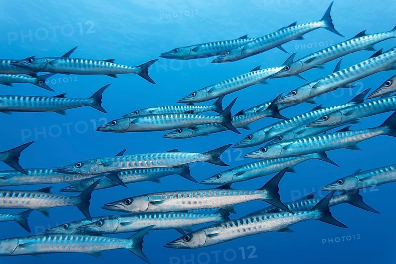 Swarm of fish Blackfin barracuda