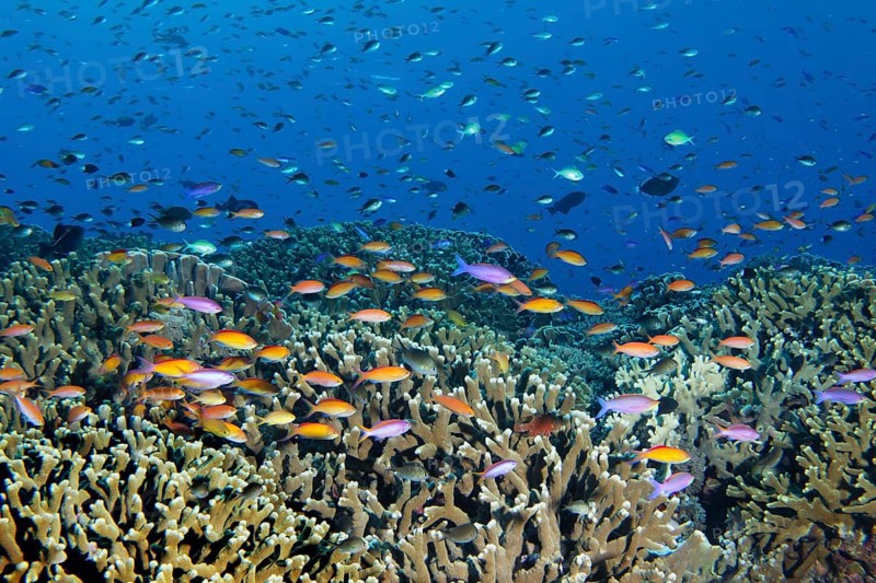 Fish shoal of different Anthias
