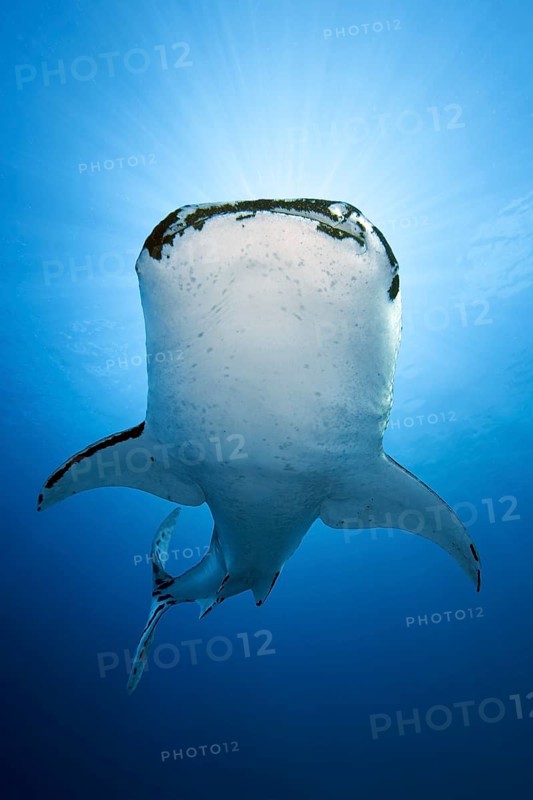 Whale shark