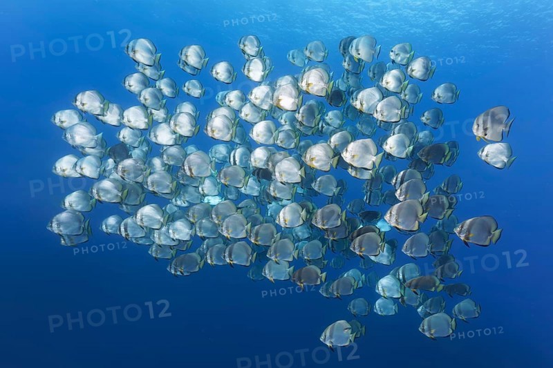 Large school of fish Orbicular batfish