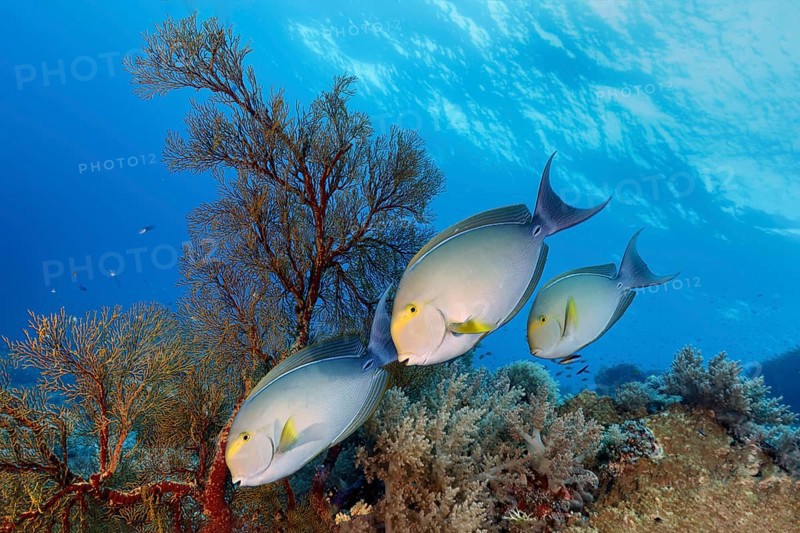 Yellowfin surgeonfish