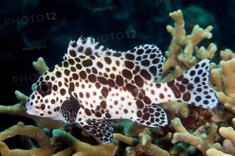 Harlequin sweetlip