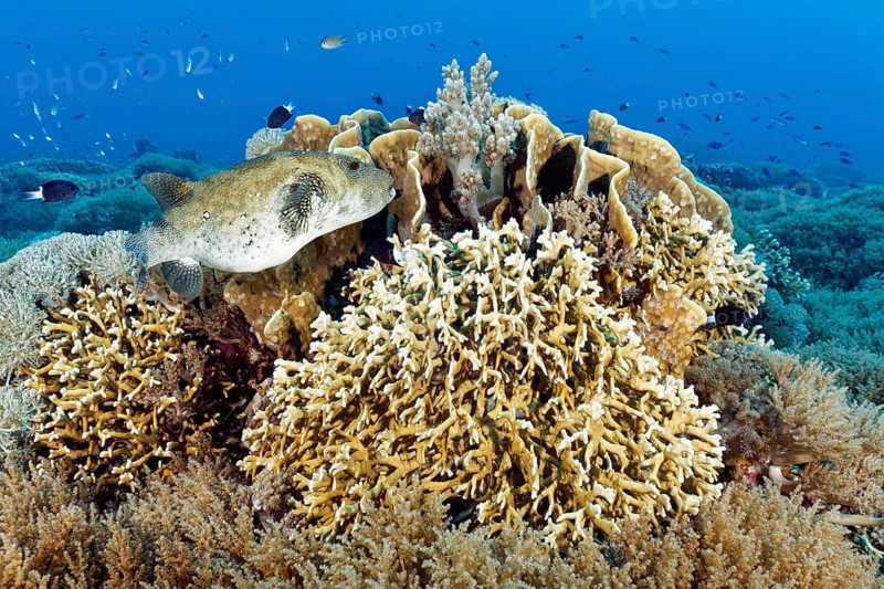 Map puffer