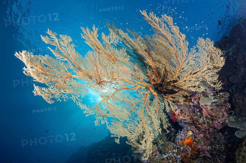 Reef drop-off with large Melithaea gorgonians