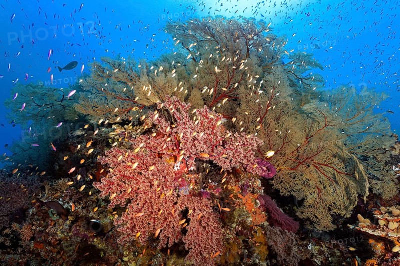 Coral reef with large Melthaea gorgonian