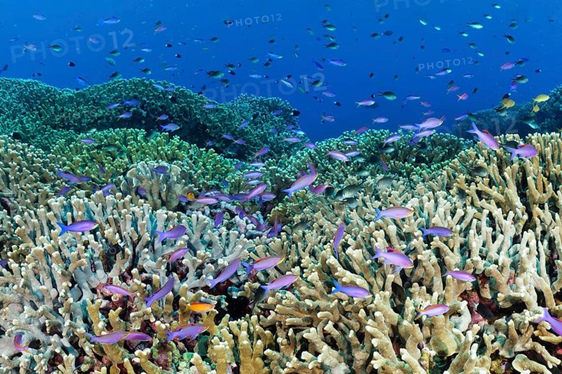 Coral reef