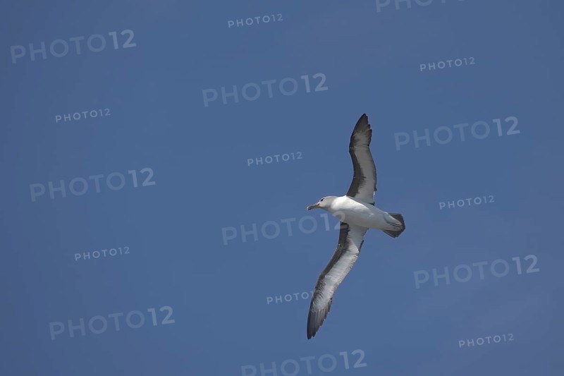 Grey-headed Albatross