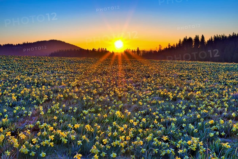 Field with flowering daffodils