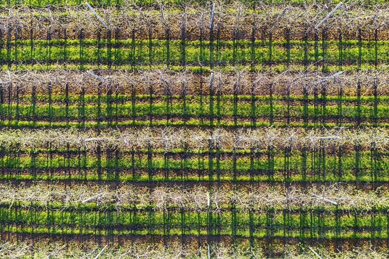 Apple tree plantation from above