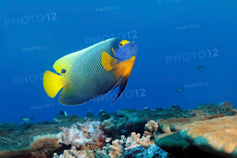 Blueface Angelfish