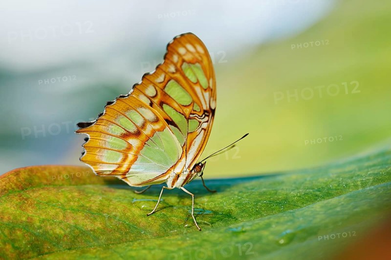 Malachite butterfly