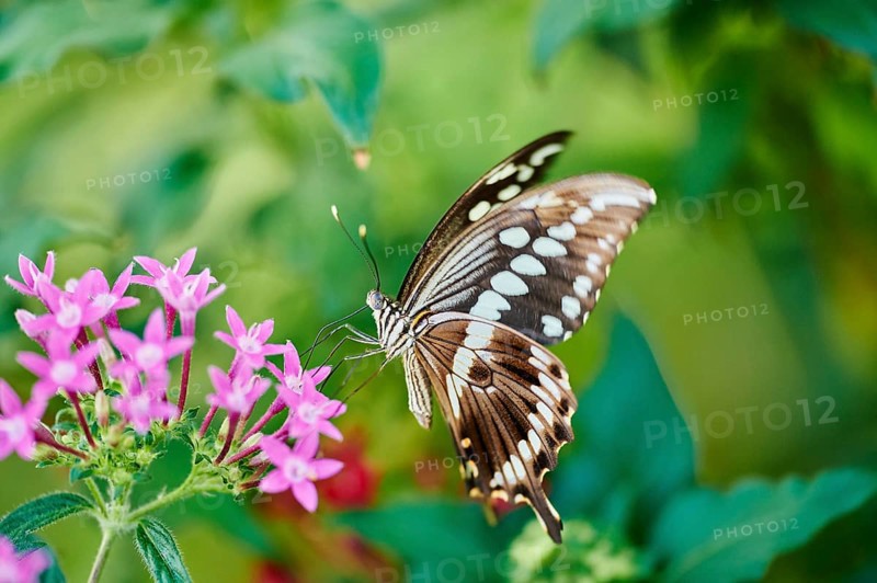 Giant swallowtail