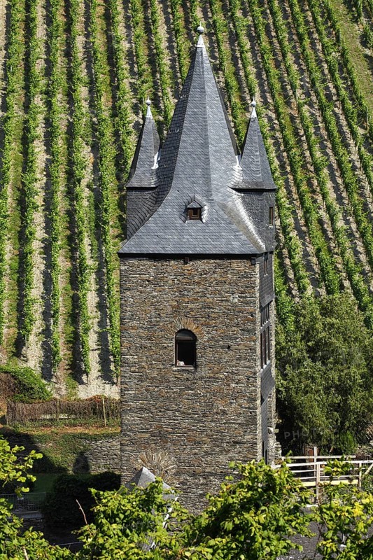 Vineyard and Steeger Tor