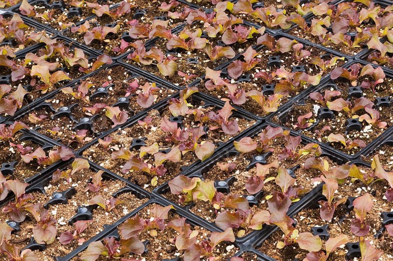 Young lettuce plants