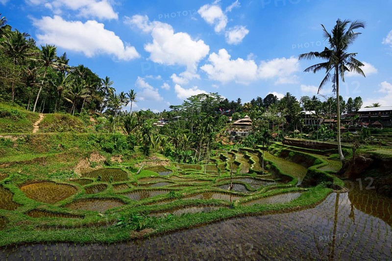 Rice fields near Tegallalang