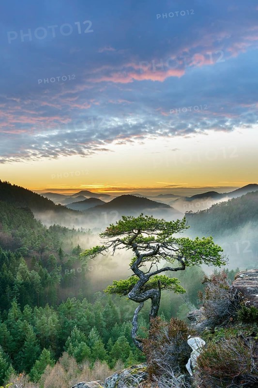Palatinate Forest