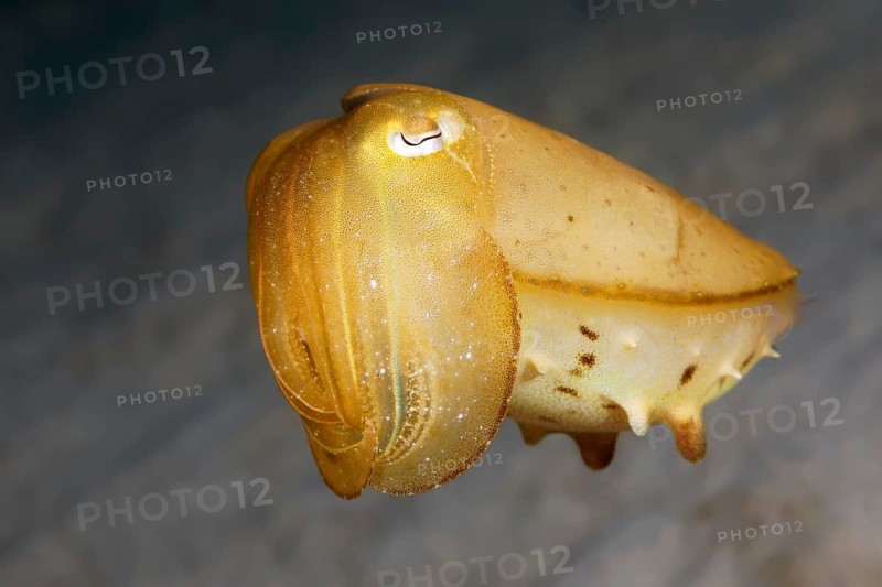 Broadclub Cuttlefish