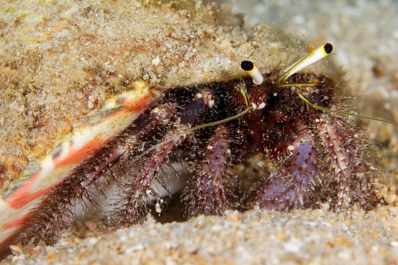 Hairy Red Hermit crab