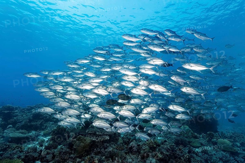 Swarm Bigeye trevallies
