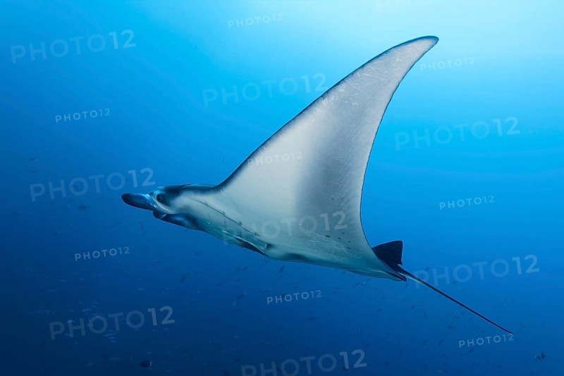 Reef manta ray
