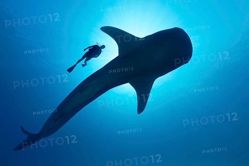 Sihouette of diver with Whale shark