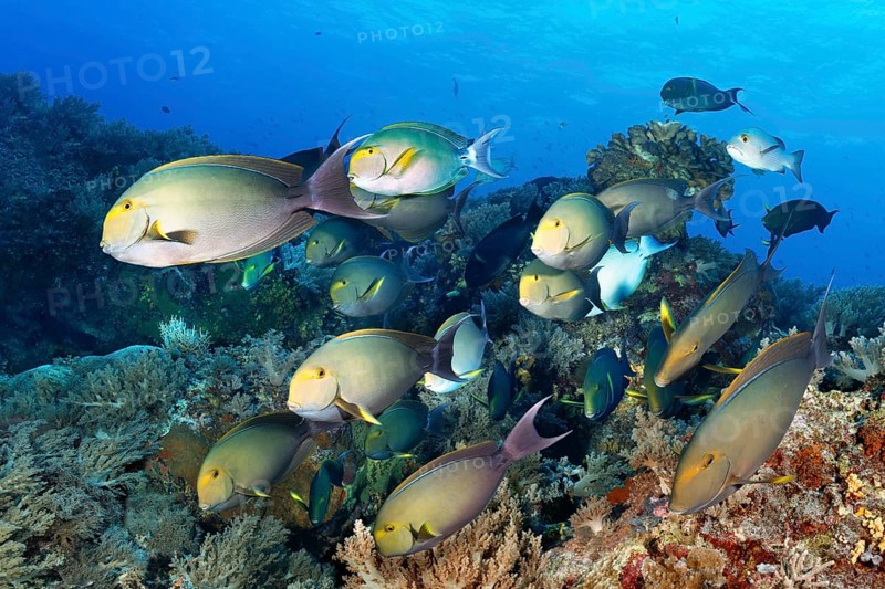 Swarm of fish Yellowfin surgeonfish