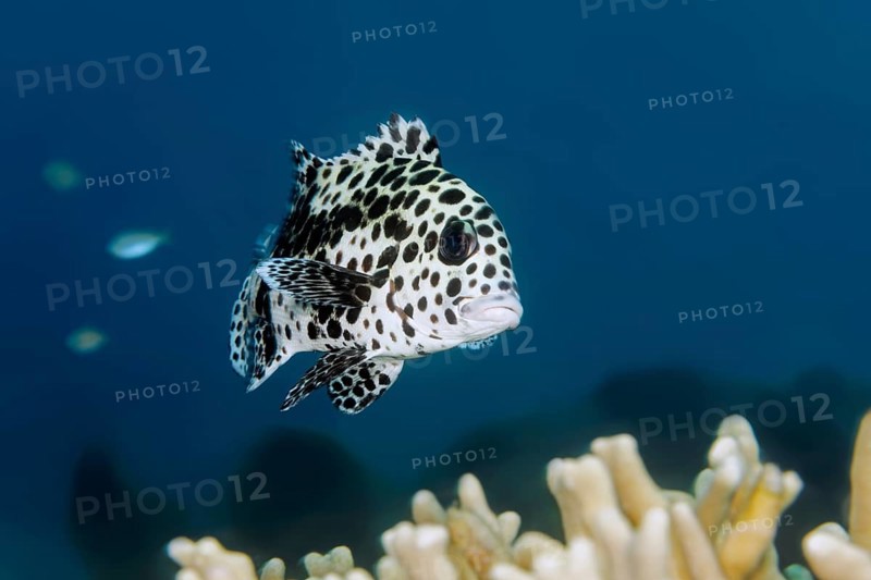 Harlequin sweetlip